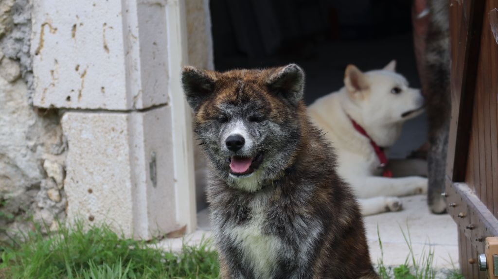 No Seik'aï Kouzen - Chiots disponibles - Akita