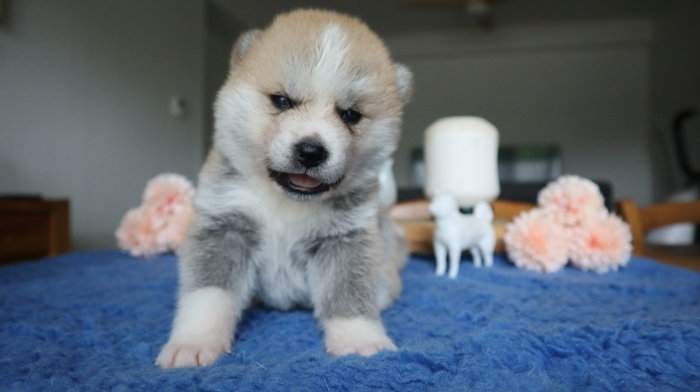 No Seik'aï Kouzen - Chiots disponibles - Akita