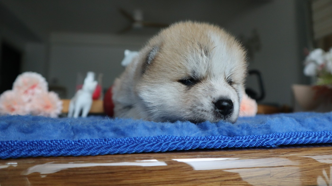 No Seik'aï Kouzen - Chiots disponibles - Akita