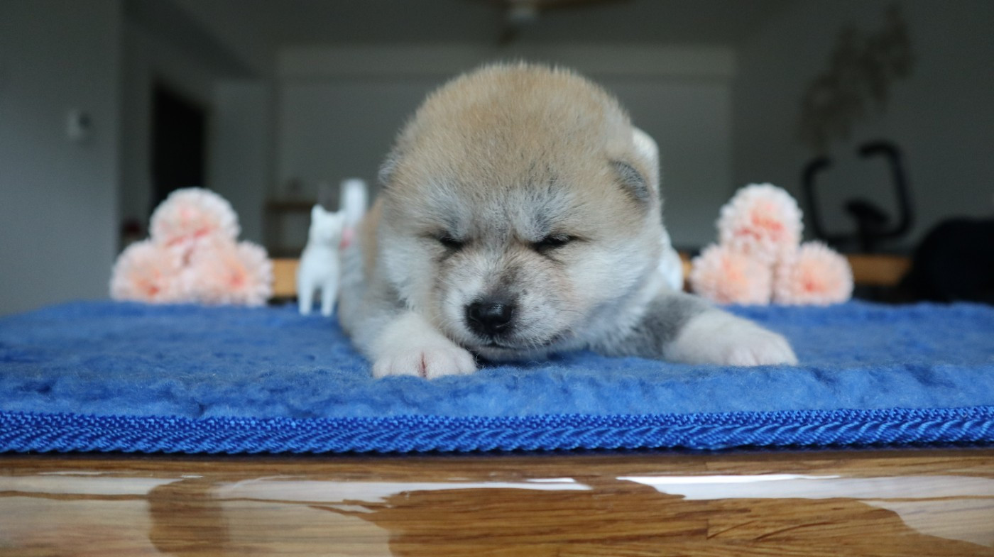 No Seik'aï Kouzen - Chiots disponibles - Akita