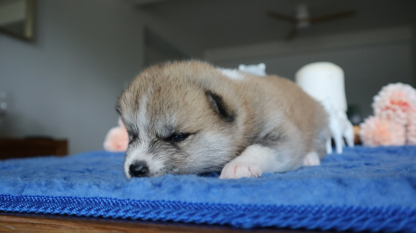 No Seik'aï Kouzen - Chiots disponibles - Akita