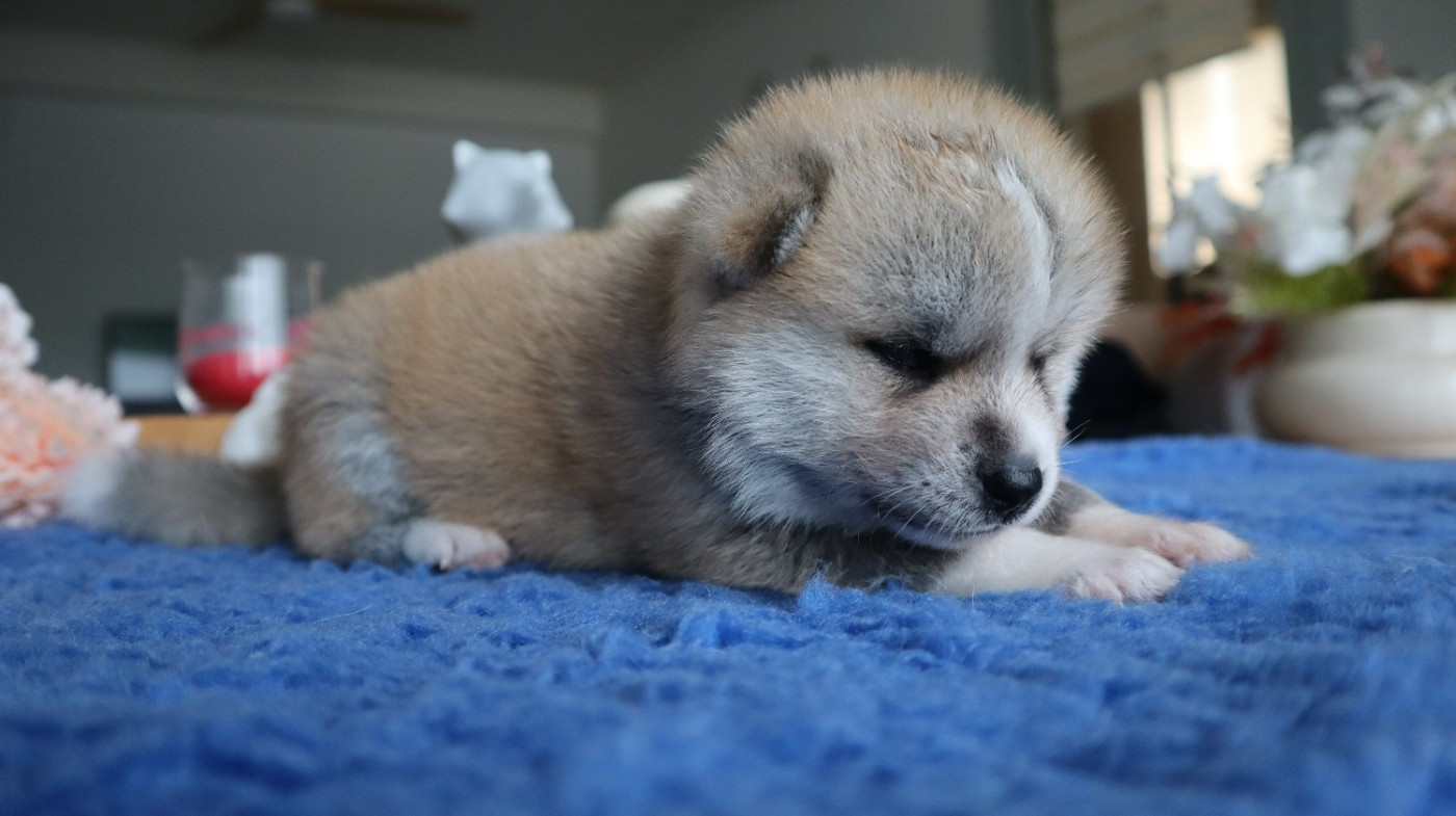 No Seik'aï Kouzen - Chiots disponibles - Akita