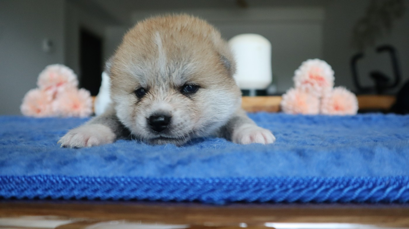 No Seik'aï Kouzen - Chiots disponibles - Akita