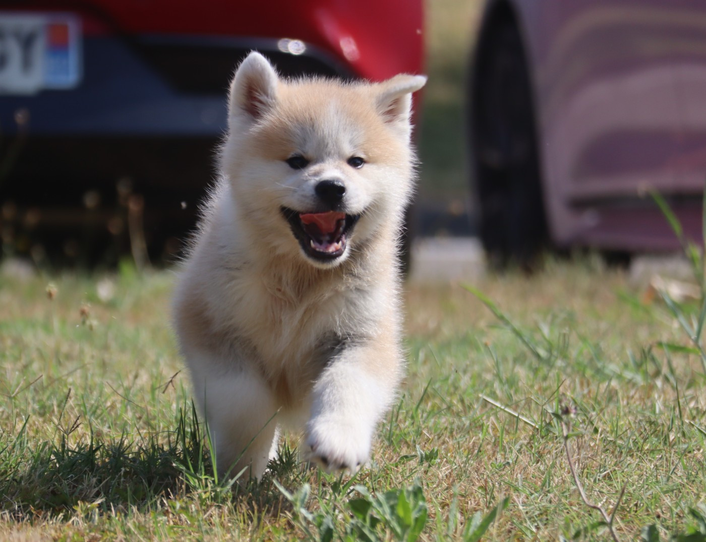 No Seik'aï Kouzen - Chiots disponibles - Akita