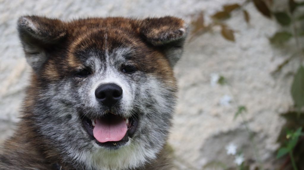 No Seik'aï Kouzen - Chiots disponibles - Akita