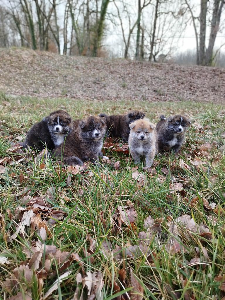 Chiot Akita No Seik'aï Kouzen